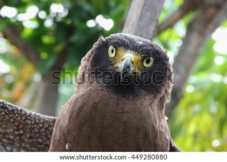eagle closeup or falcon Peregrine beautiful 