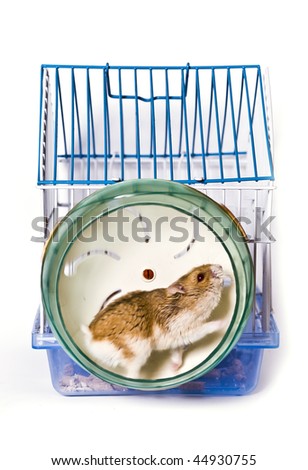 hamster running in the wheel