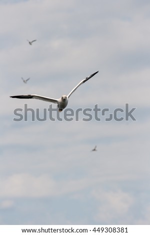 Northern gannet flying towards the camera.