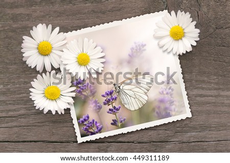 Photograph of butterfly on lavender on wooden board; Photo in pastel colors decorated with daisies