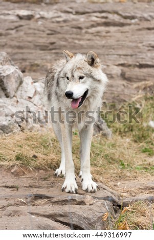 Gray and white , captive, arctic wolf.
