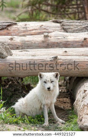 Arctic fox with a deer fly on his nose.