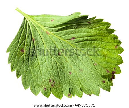 back side of green leaf of garden strawberry plant (fragaria ananassa) isolated on white background
