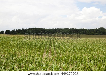   agricultural field on which grow green immature maize