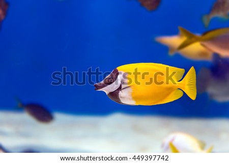 Tropical colorful fishes in aquarium in Moscow. Sunburst butterflyfish.