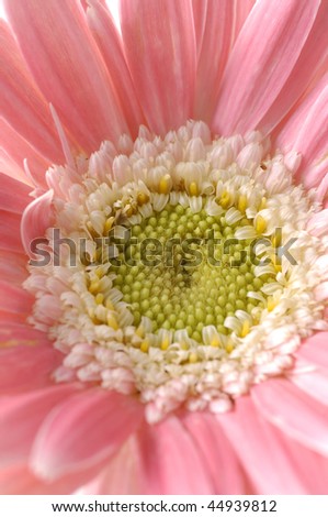 Center of beautiful pink flower