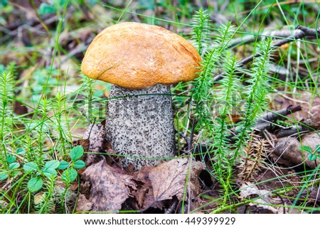 Photo of a tasty edible mushroom - an aspen mushroom red (Leccinum rufum) - at an early stage of the development growing in an autumn forest