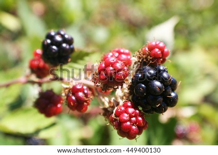 Blackberries Stock Photo High Quality