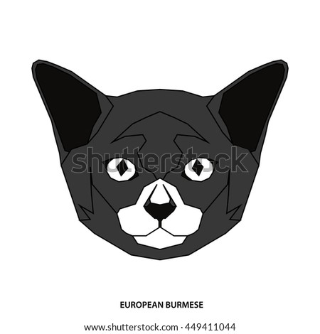 European burmese, Isolated cat breed, Vector illustration