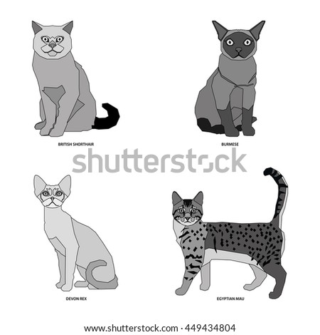 Cat breeds, set, Vector illustration