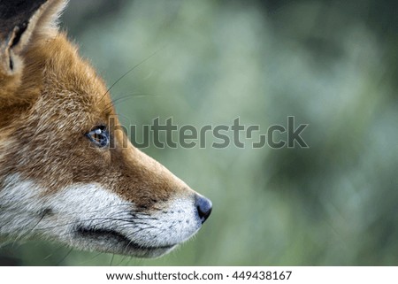 Red Fox Face Against A Green Background