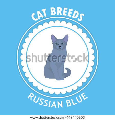 Russian blue, Isolated cat breed, Vector illustration