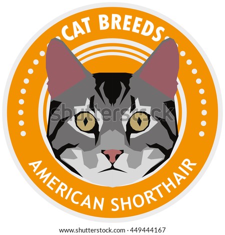 American shorthair, Isolated cat breed, Vector illustration