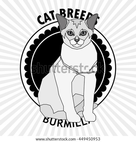 Burmilla, Isolated cat breed, Vector illustration