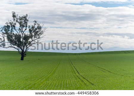 rows of young cereal crop with tree and a cloudy sky