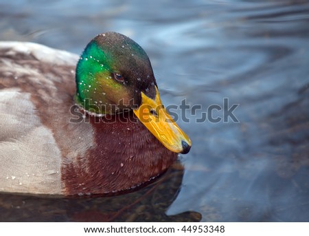 Portrait of a male mallard duck.