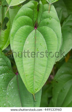 Green leaves plant of Dioscorea growing in the garden  , close up for background