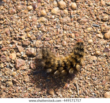 An adventurous fat brown hairy caterpillar  crawls across the cycleway on a sunny morning in winter in Big Swamp, Bunbury, Western Australia.