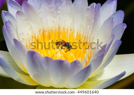 This image is closeup on the colorful lotus blooming and have bees on them.  