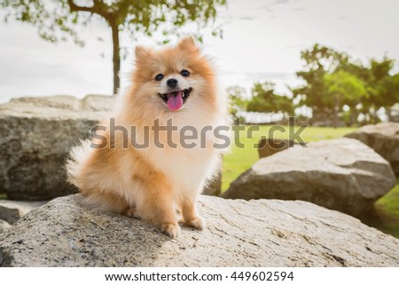dog pomeranian spitz smiling watch the evening sun at the park's nature. Royalty-Free Stock Photo #449602594