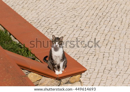 A Beautiful Domestic brown and white Striped cat outside in the garden
