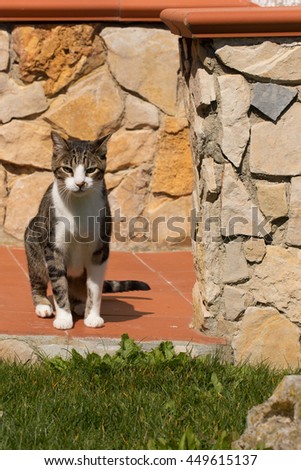 A Beautiful Domestic brown and white Striped cat outside in the garden