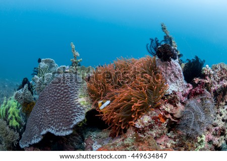 Anemonefish in anemone in the Lembeh Strait / Indonesia Royalty-Free Stock Photo #449634847