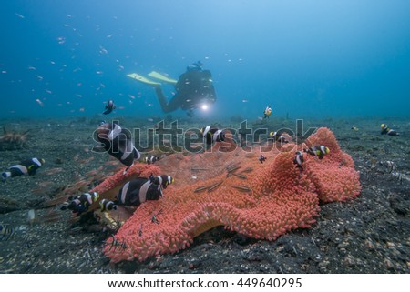Diver shining light on anemone with nemo in Lembeh / Indonesia Royalty-Free Stock Photo #449640295