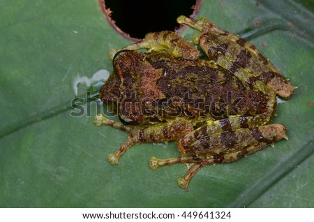 Mossy Tree Frog, Philautus macroscelis