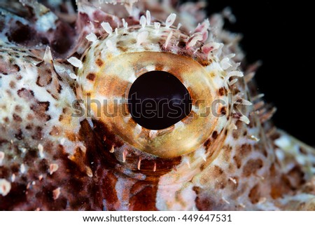 The large eye of a scorpionfish indicates that it is a visual predator. Well-camouflaged scorpionfish are ambush predators common on tropical coral reefs.