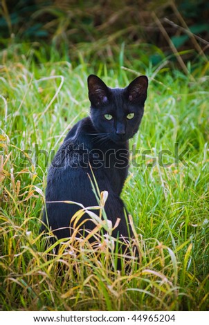 Juvenile Black cat sits in long grass.