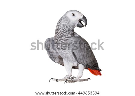 Beautiful gray parrot on a white background