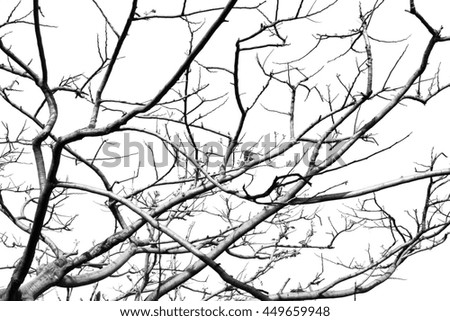 Dry tree silhouette on white sky, full of branches line background, black and white photo.