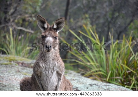 Curious kangaroo is watching you in the bush