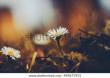 Floral background blurred