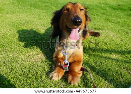 Miniature dachshund lawn dog smile
 Royalty-Free Stock Photo #449675677