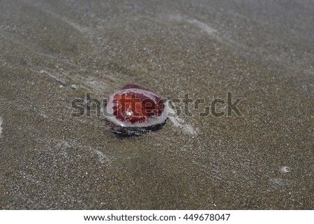 sea shell sand  beach wet