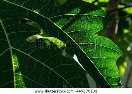 background of green leaf