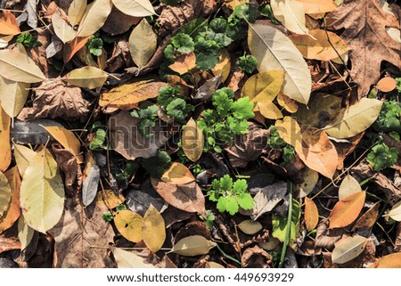 Background of fallen leaves, lying just beneath my feet.