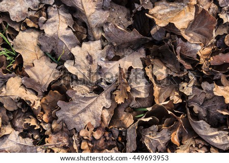 Background of fallen leaves, lying just beneath my feet.