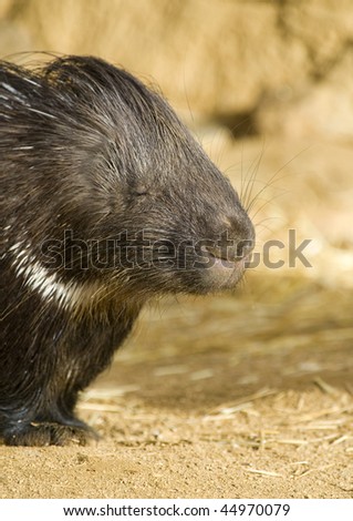 Close-up of a Porcupine Sleeping