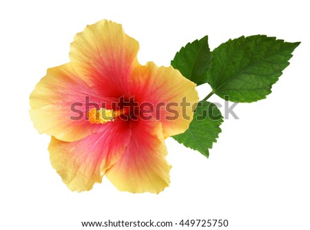 Yellow-Pink Hibiscus on white background with path Royalty-Free Stock Photo #449725750