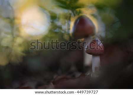 background with small mushrooms toadstool - shallow DOF