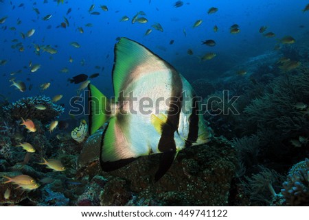 Shaded Batfish (Platax Pinnatus, aka Pinnate Batfish, Dusky Batfish, Red-faced Batfish), Swimming over a Coral Reef. Dampier Strait, Raja Ampat, Indonesia 