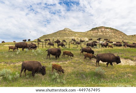 North Dakota bison herd Royalty-Free Stock Photo #449767495