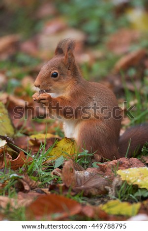 Isolated red squirrel surrounded with frozen leaves eating hazelnuts. 