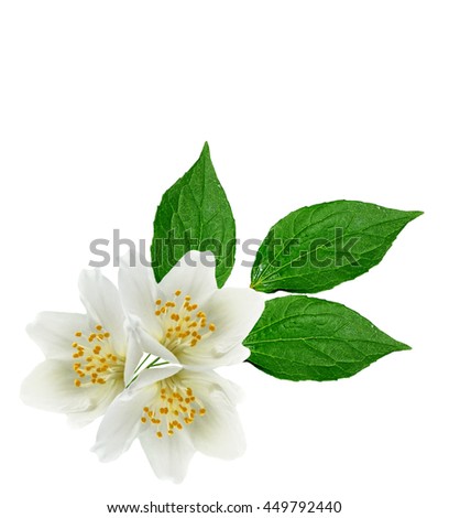 branch of jasmine flowers isolated on white background. spring 