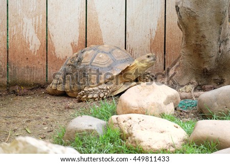 turtle walk alone on the ground in the garden 