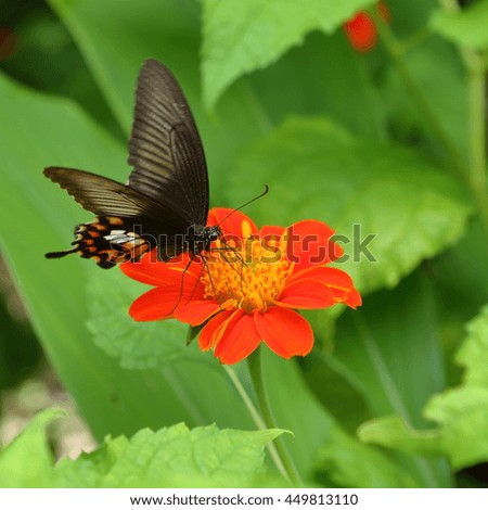 Butterfly, flower, 
