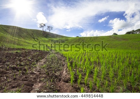 Paddy field on hill terrace with dark blue sky, KHAOKHO, PHETCHABUN, Thailand